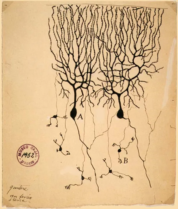 卡哈尔手绘的鸽子小脑神经细胞（1899）：A 为浦肯野细胞，B 为颗粒细胞